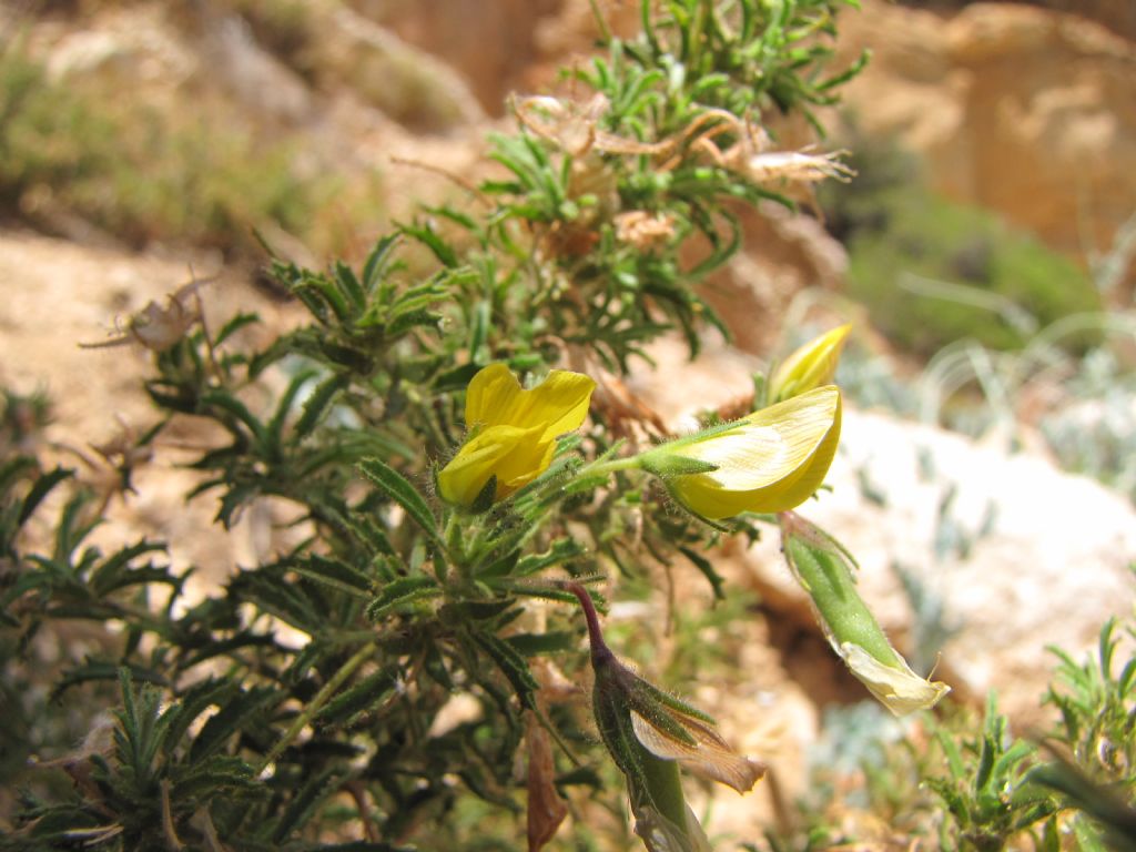 Ononis breviflora (= O.viscosa subsp. breviflora)